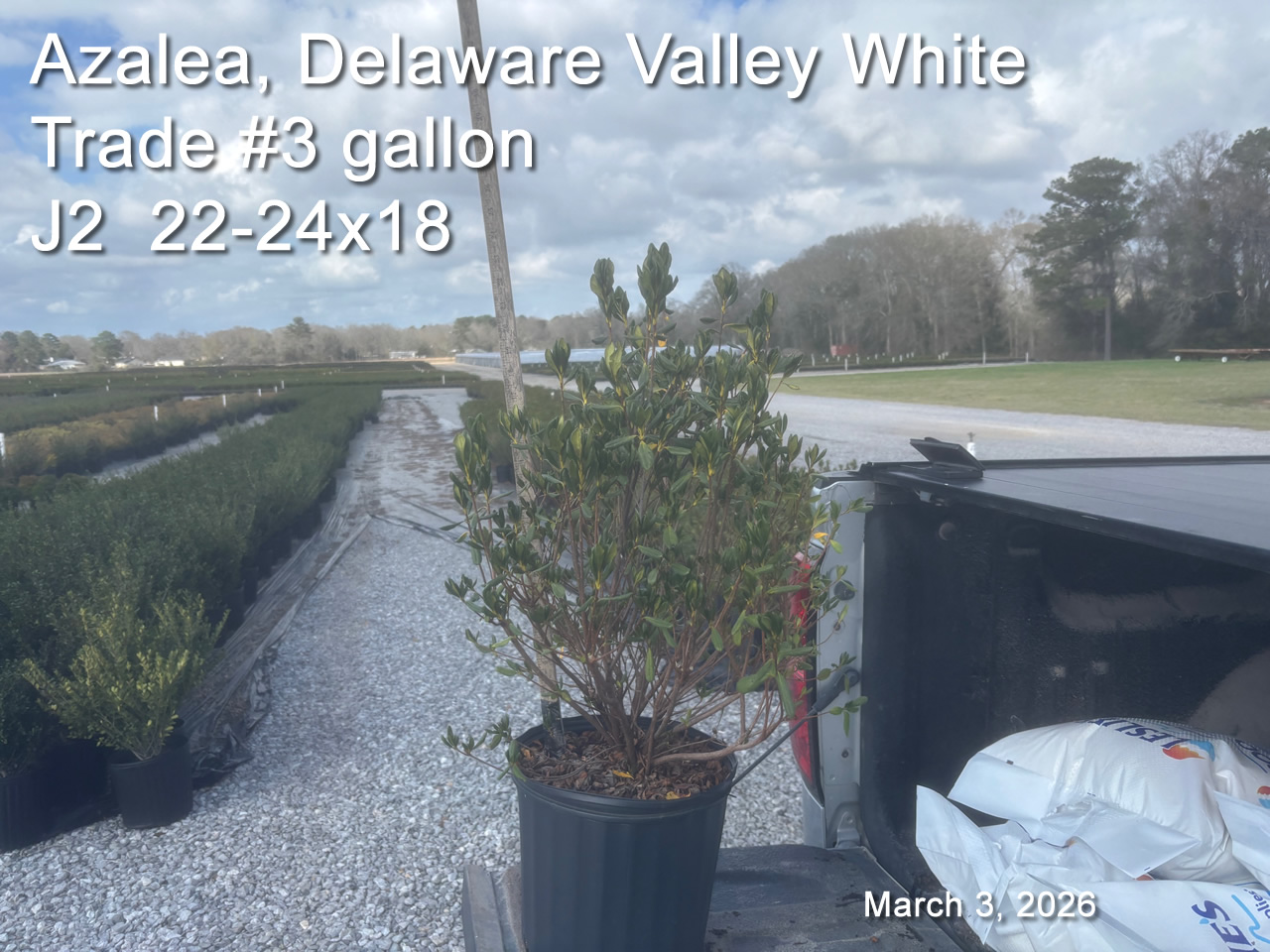 gallery/dvw3t j2 mar3.jpg